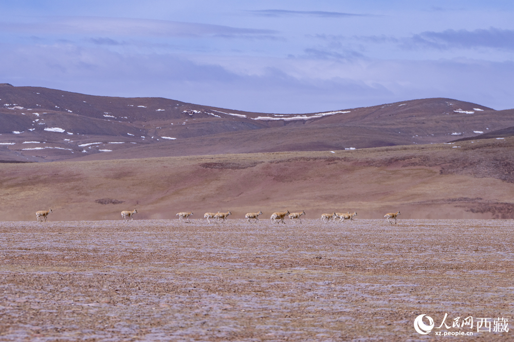 藏北羌塘:万类霜天竞自由【3】