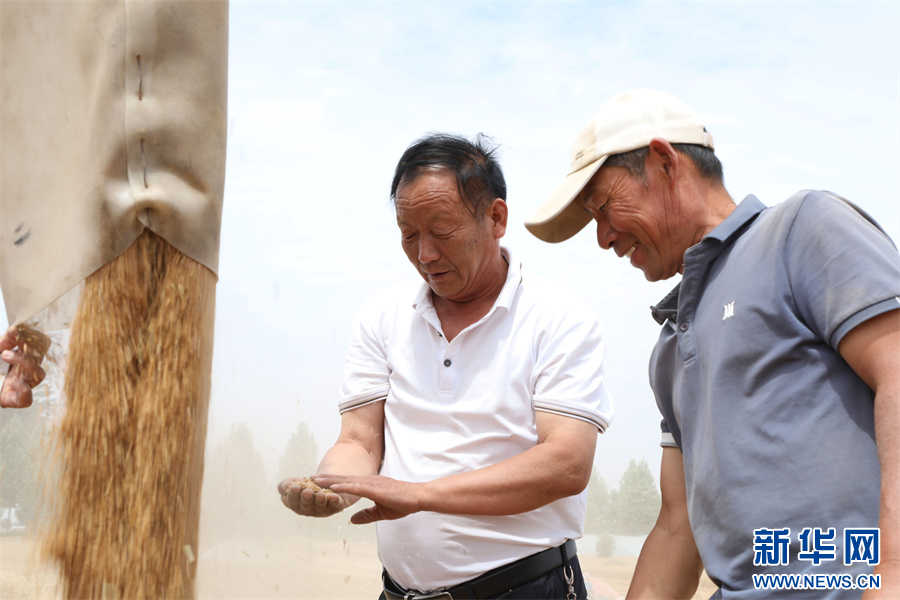 6月2日，河南省商丘市睢县董店街道王集村，村民在查看小麦收成。