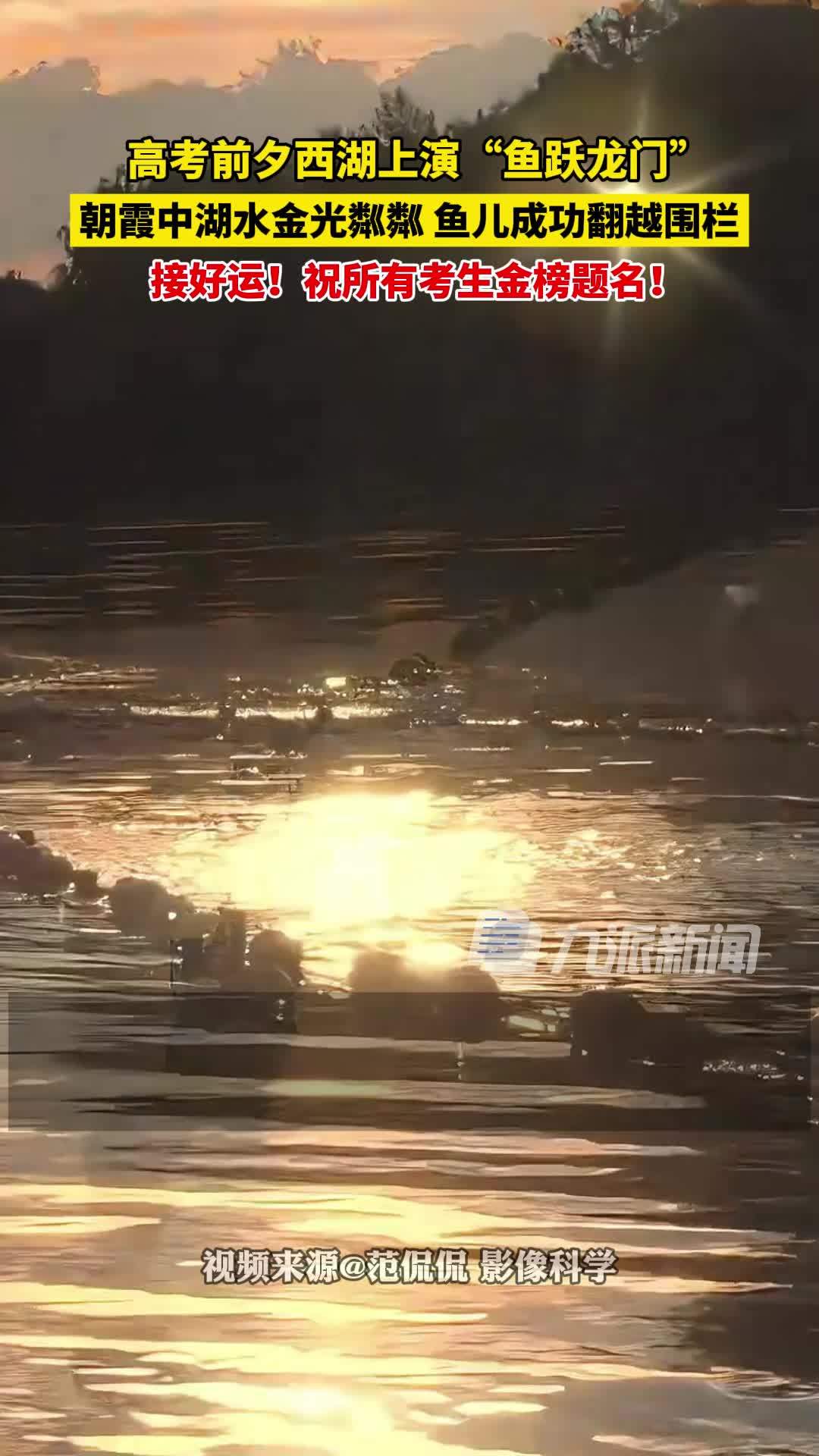 网友拍到西湖“鱼跃龙门”瞬间：朝霞中湖水金光粼粼，鱼儿成功翻越围栏