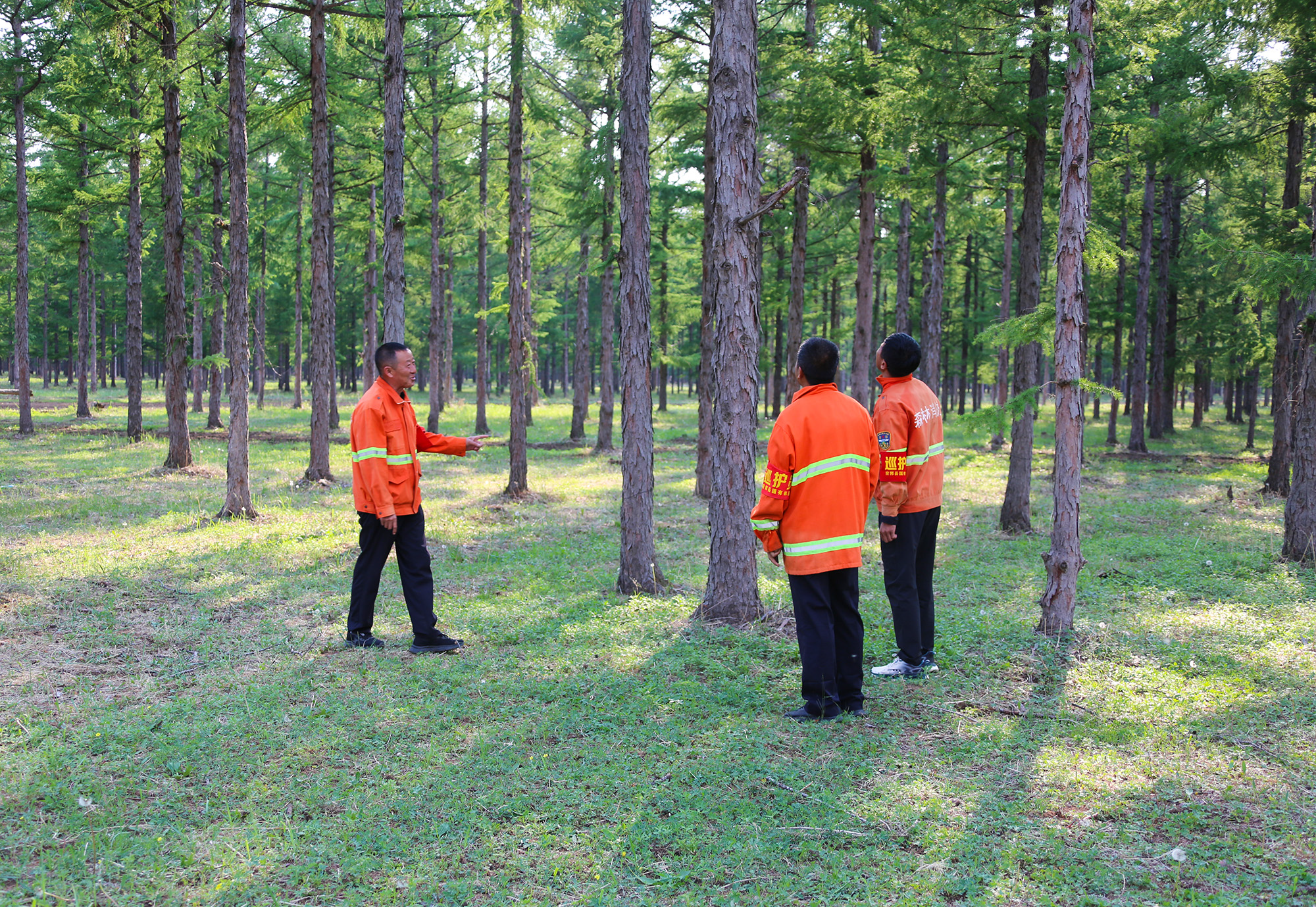 植此青绿筑长城  吉林省“三北”工程攻坚战综述