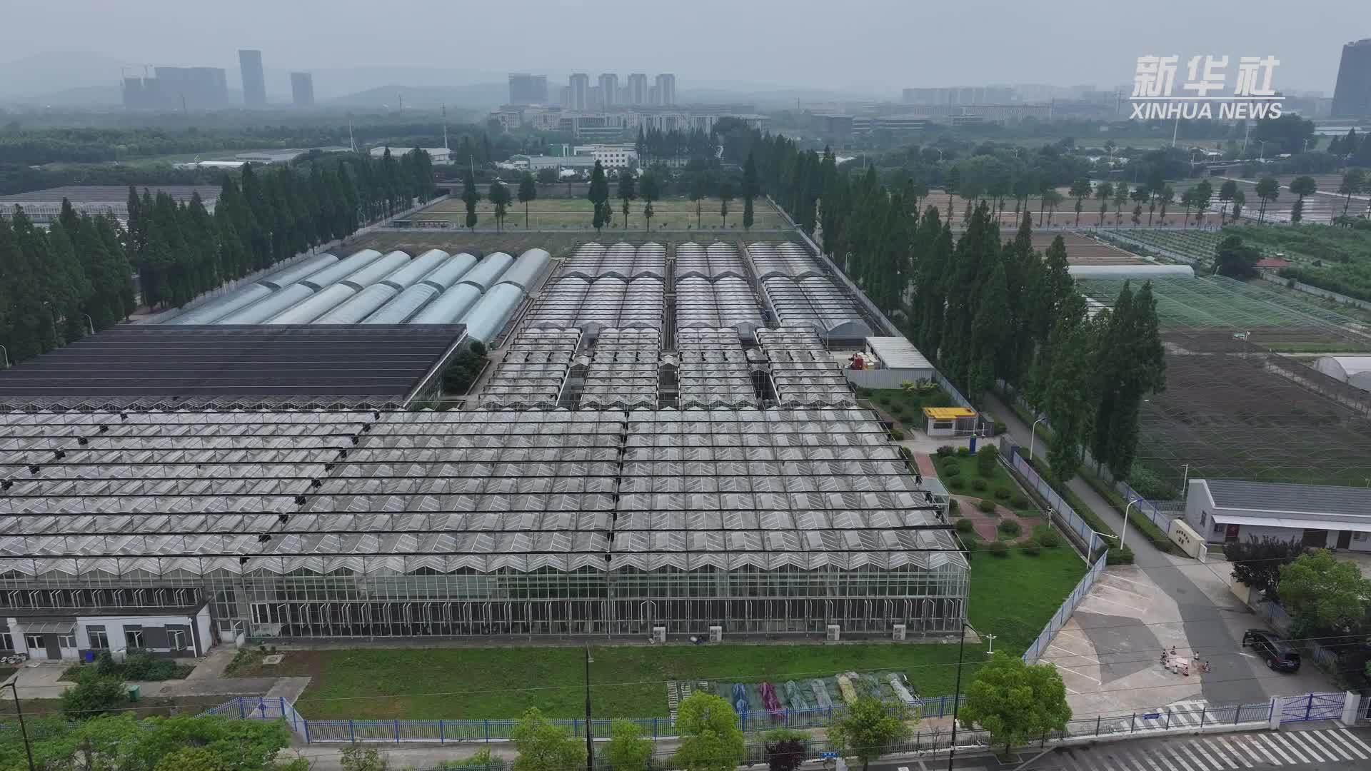 AI赋能智慧农业 种出“儿时味道”_凤凰网视频_凤凰网