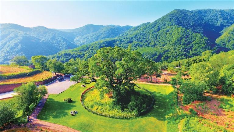 华夏古槐王　黄云