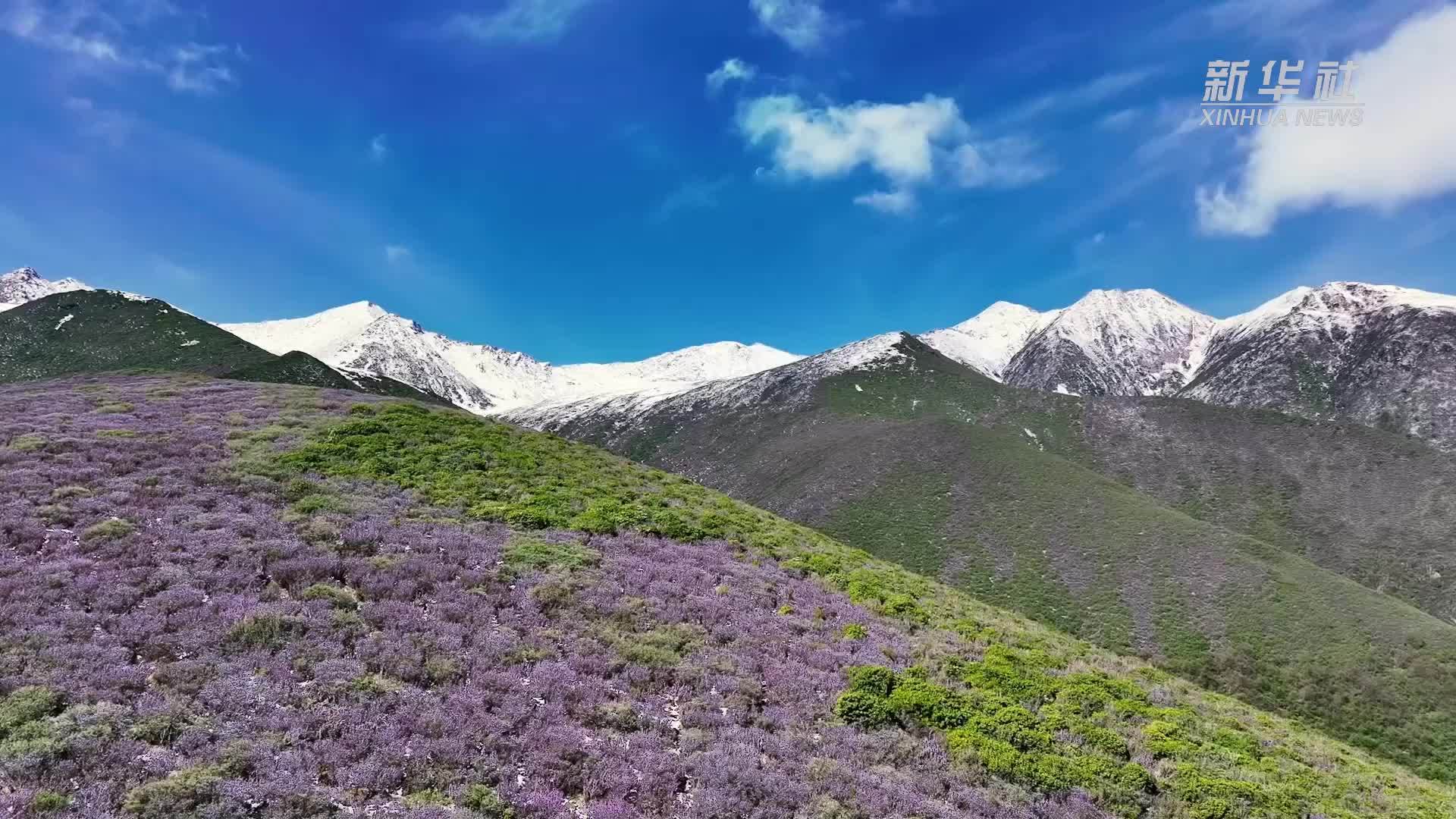 青海门源：雪山映杜鹃