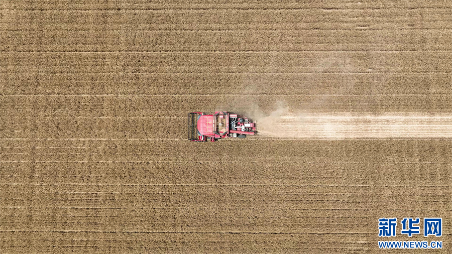 6月1日，河南省商丘市睢县尤吉屯乡高标准农田示范区，收割机在麦田作业。
