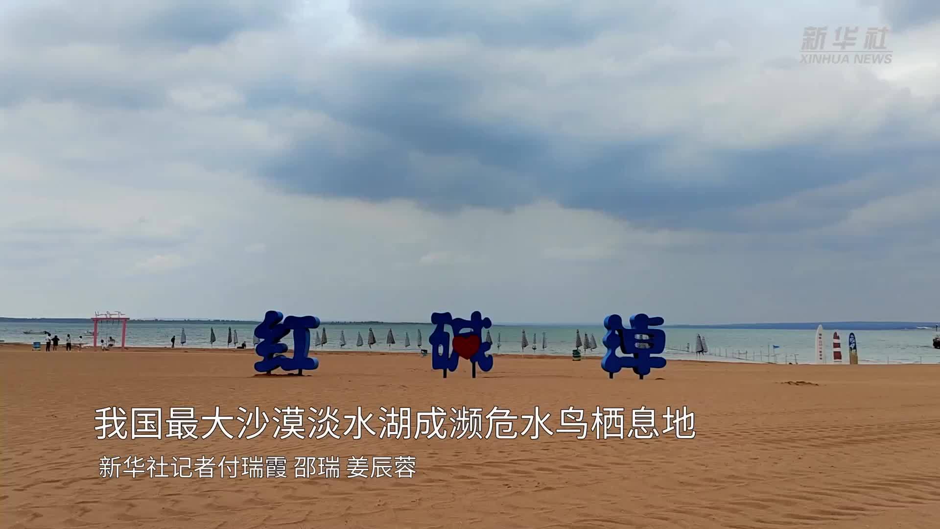 新华全媒+｜我国最大沙漠淡水湖成濒危水鸟栖息地