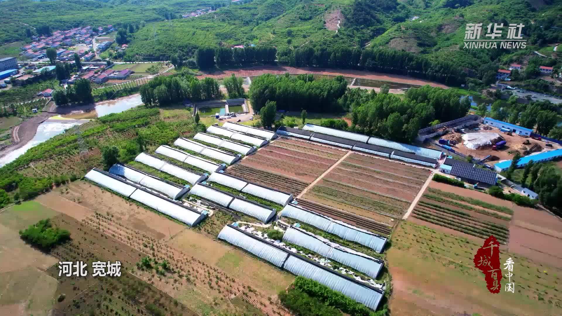 千城百县看中国｜河北宽城：蓝莓果飘香 采摘乐趣多