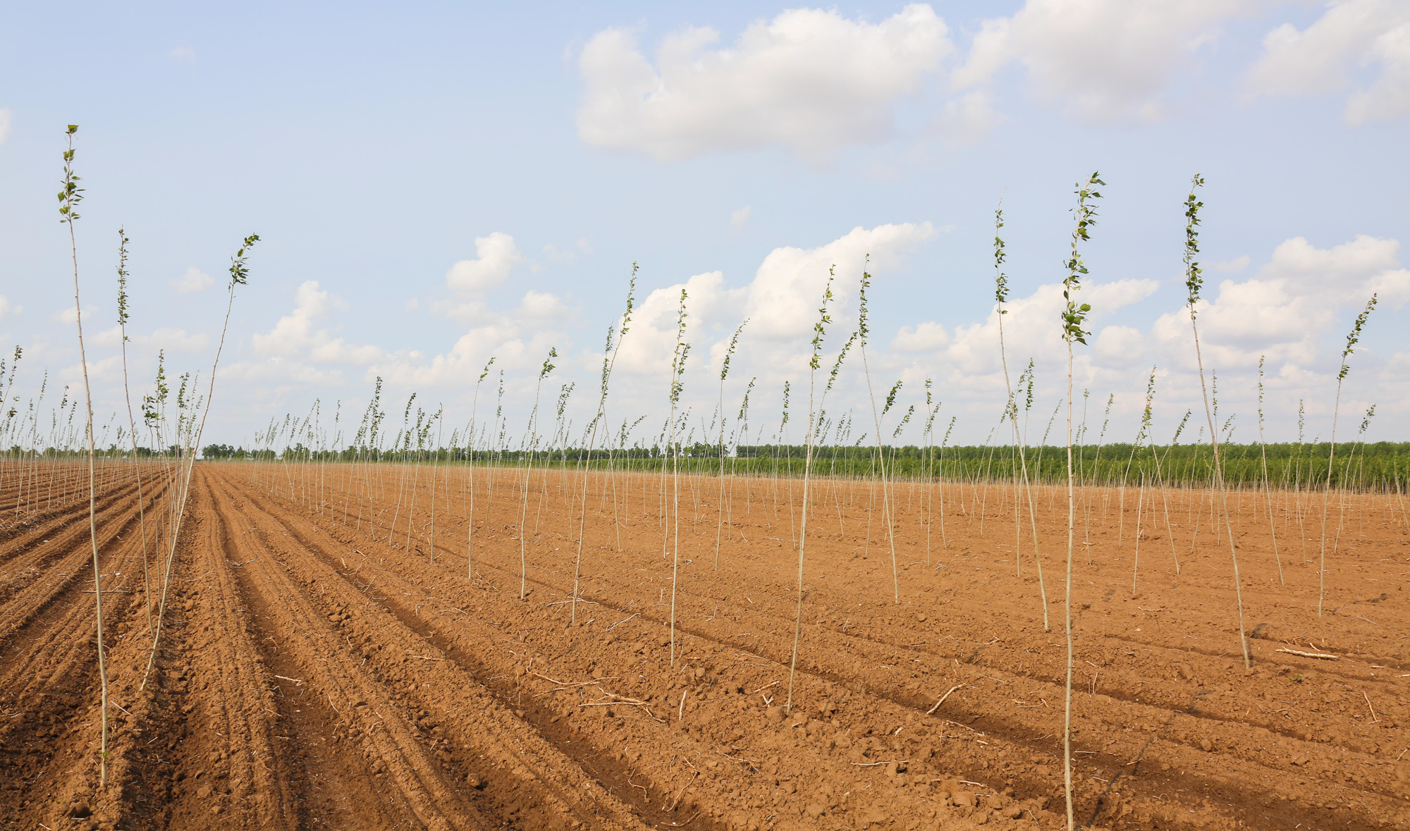 植此青绿筑长城  吉林省“三北”工程攻坚战综述