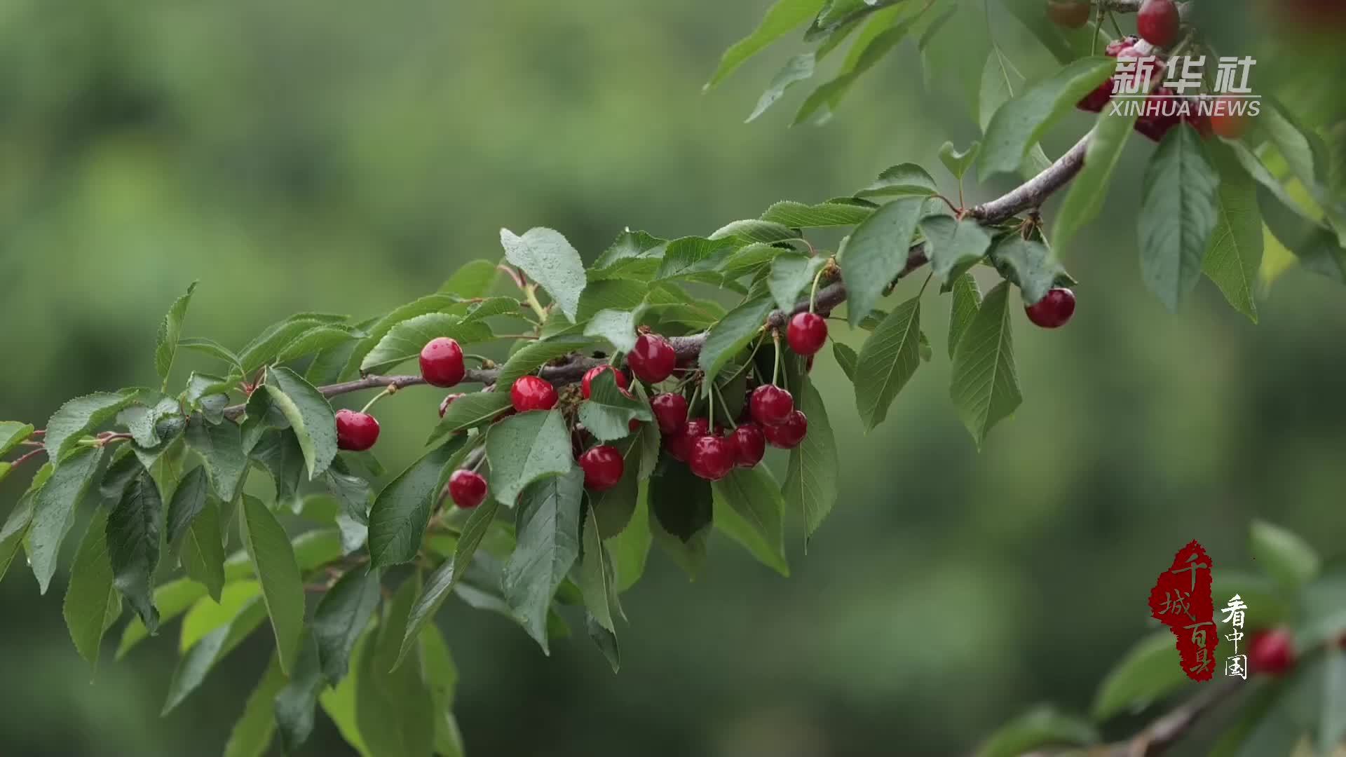 千城百县看中国｜河北昌黎：深山樱桃红满枝