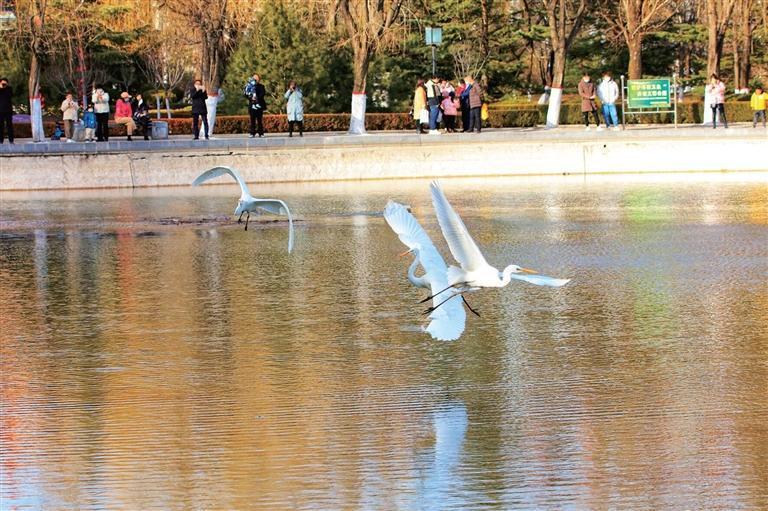 鹭舞柳湖　刘文