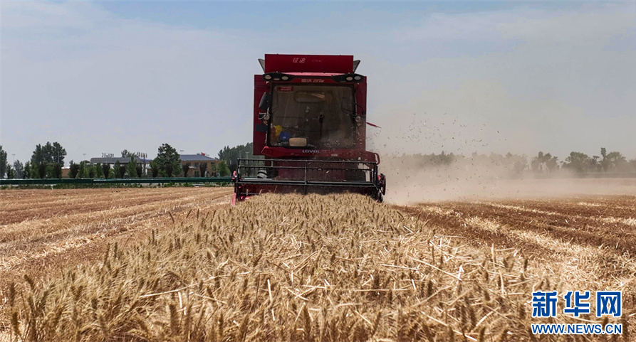 6月1日，河南省商丘市睢县尤吉屯乡高标准农田示范区，收割机在麦田作业。