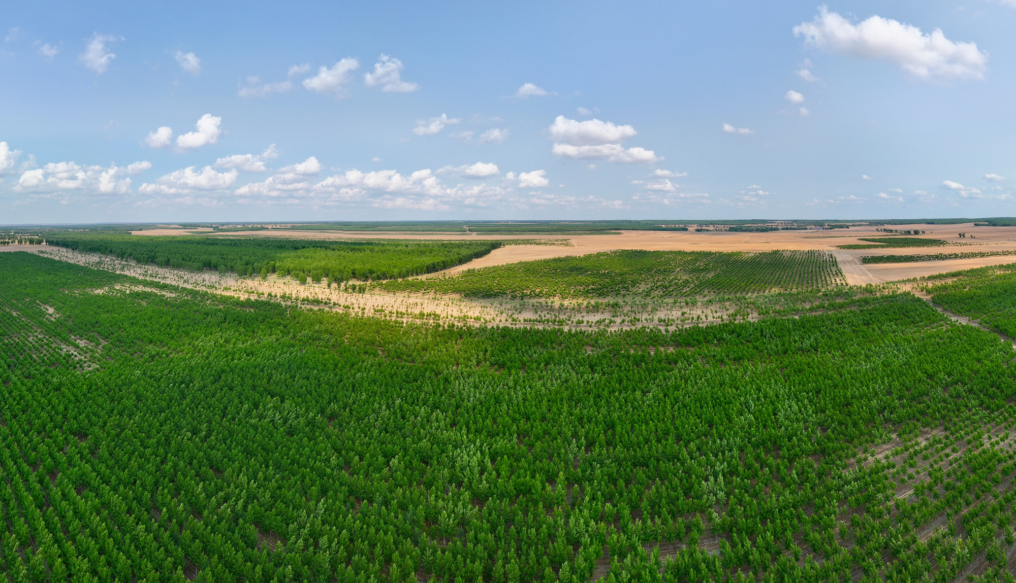 植此青绿筑长城  吉林省“三北”工程攻坚战综述