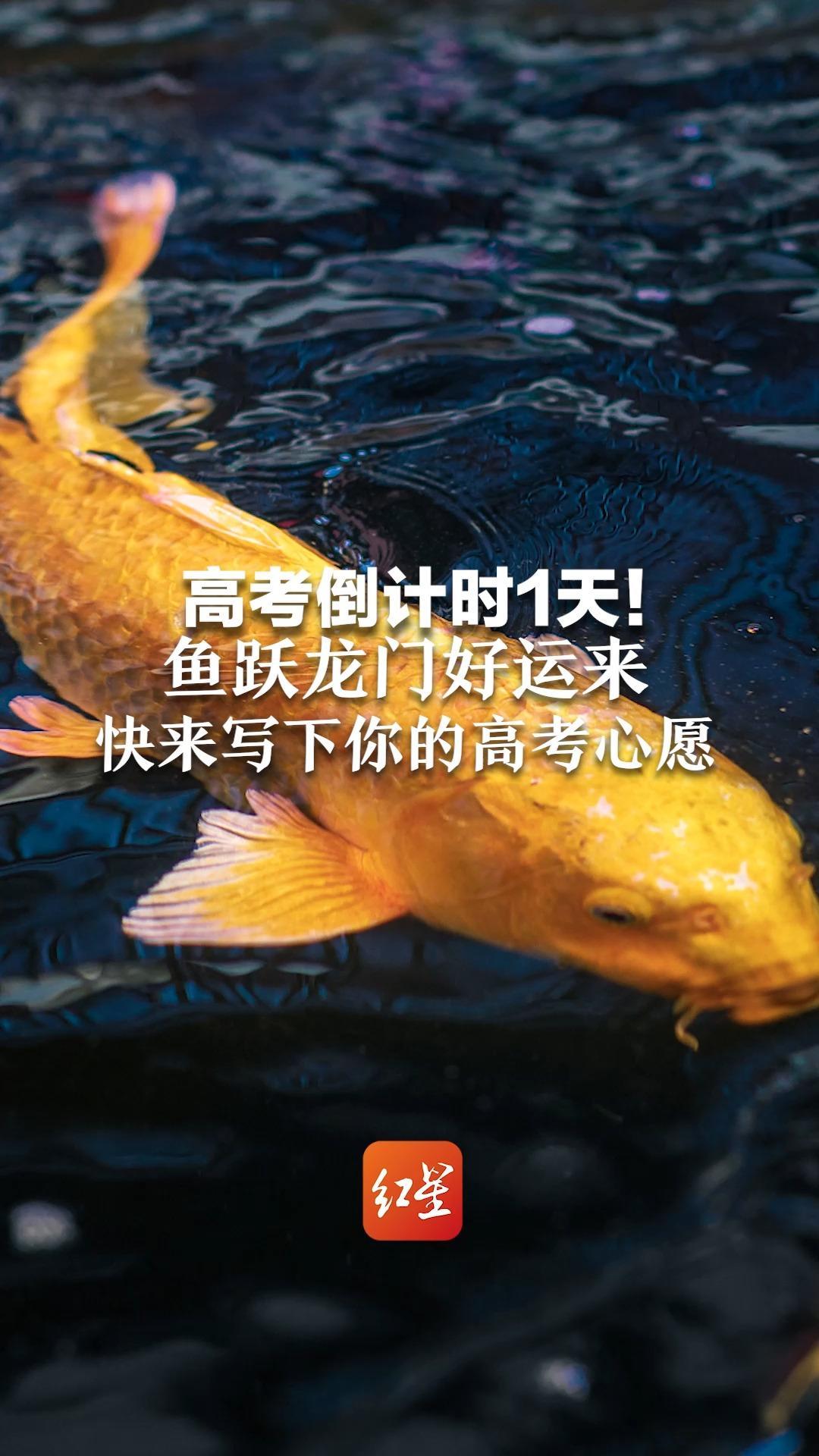 高考倒计时1天鱼跃龙门好运来快来写下你的高考心愿