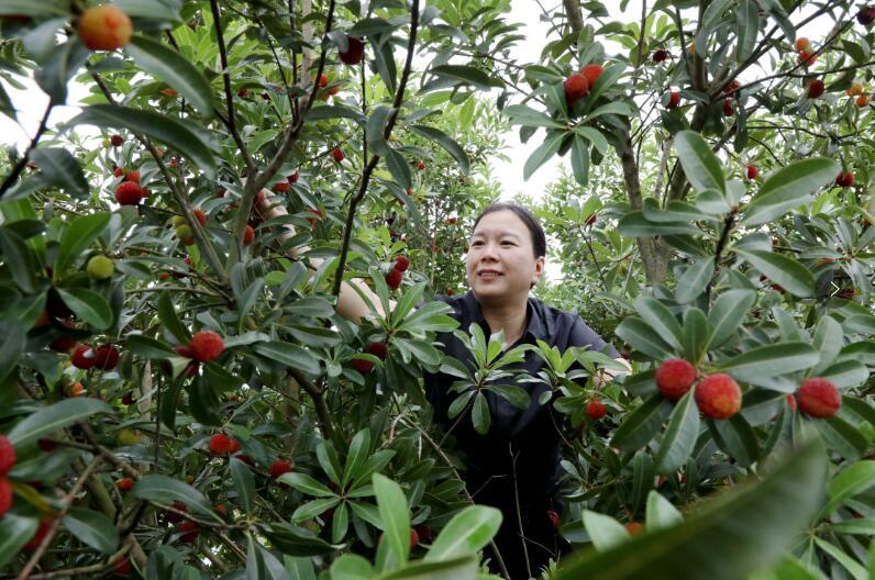 九江彭泽县:端午临近杨梅鲜(图)