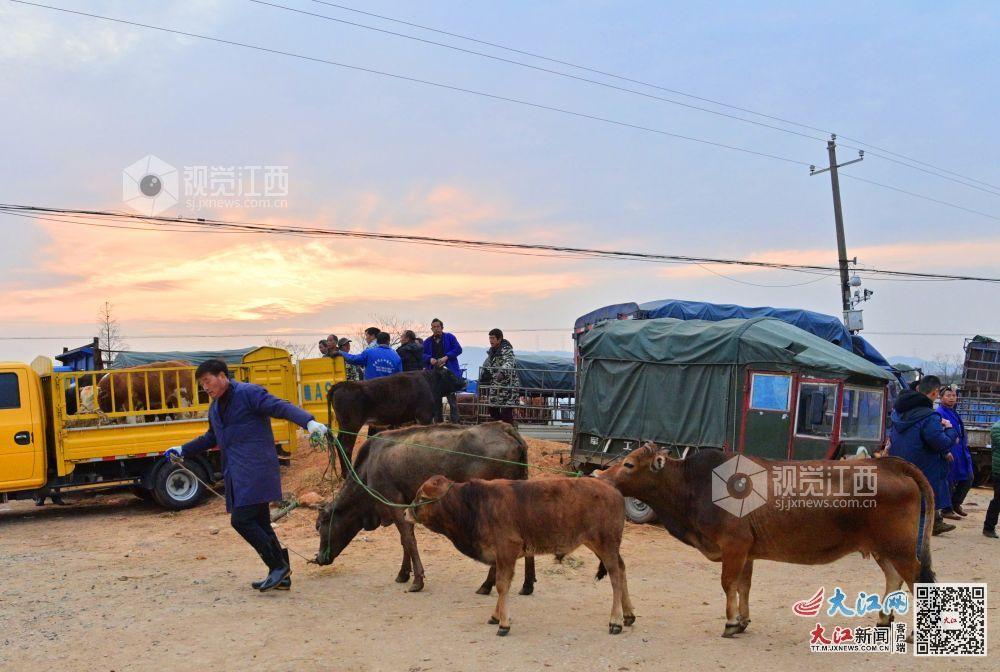 买家牵着牛走出集市（杨继红、周霖 摄）