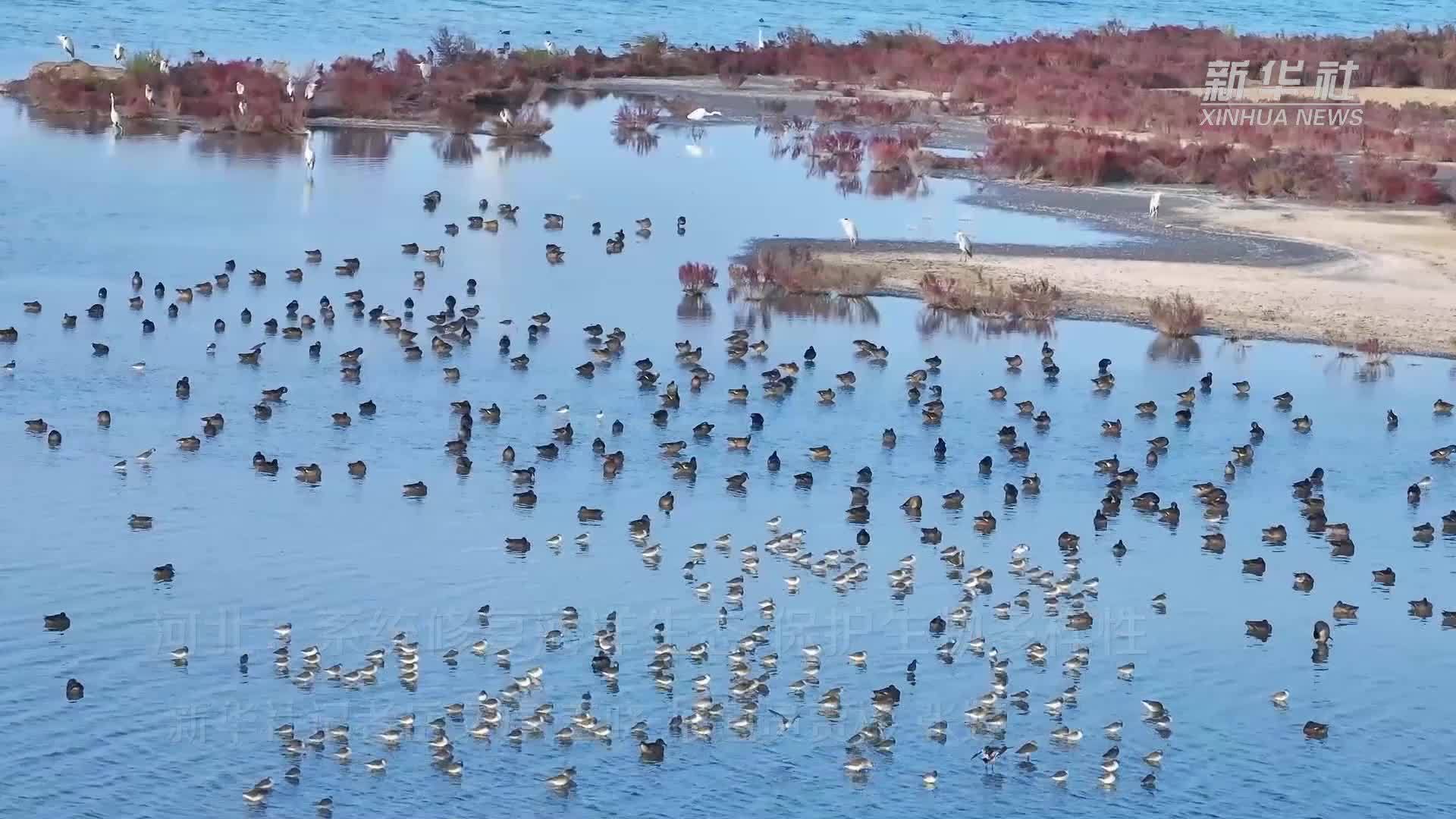 河北：系统修复海洋生态 保护生物多样性