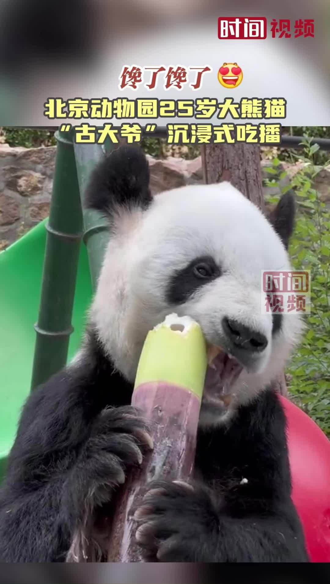馋了馋了！北京动物园25岁大熊猫 “古大爷”沉浸式吃播