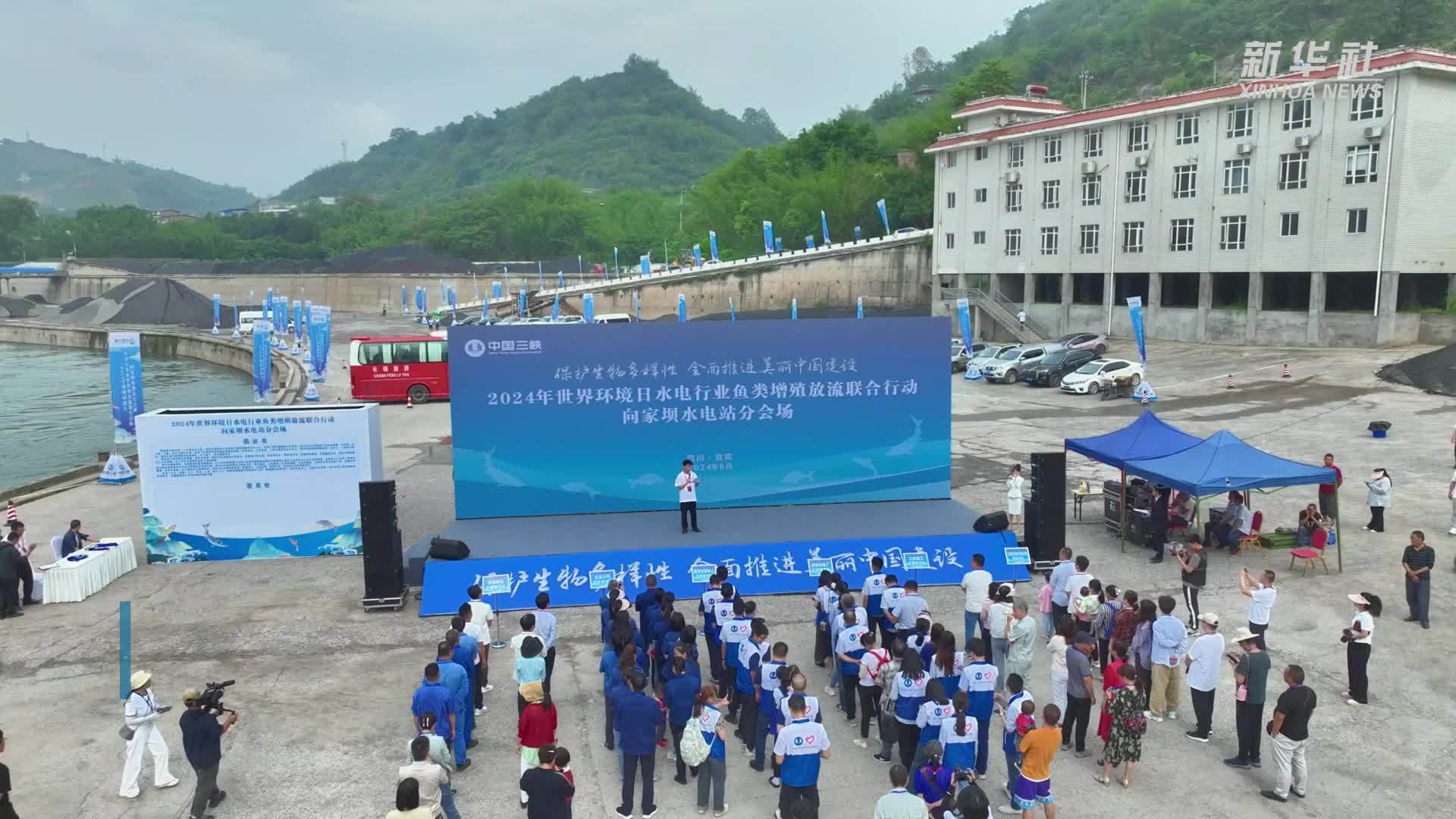 超80万尾长江鲟放归长江