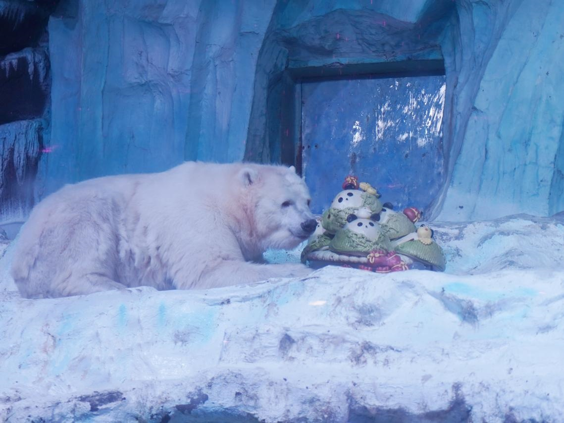 青岛极地海洋公园:北极熊的花式端午,特色“宝粽”庆佳节