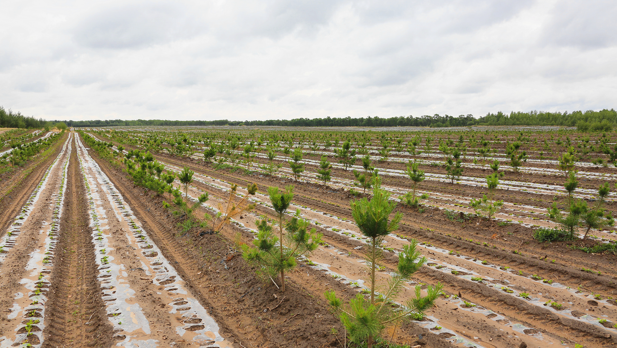 植此青绿筑长城  吉林省“三北”工程攻坚战综述