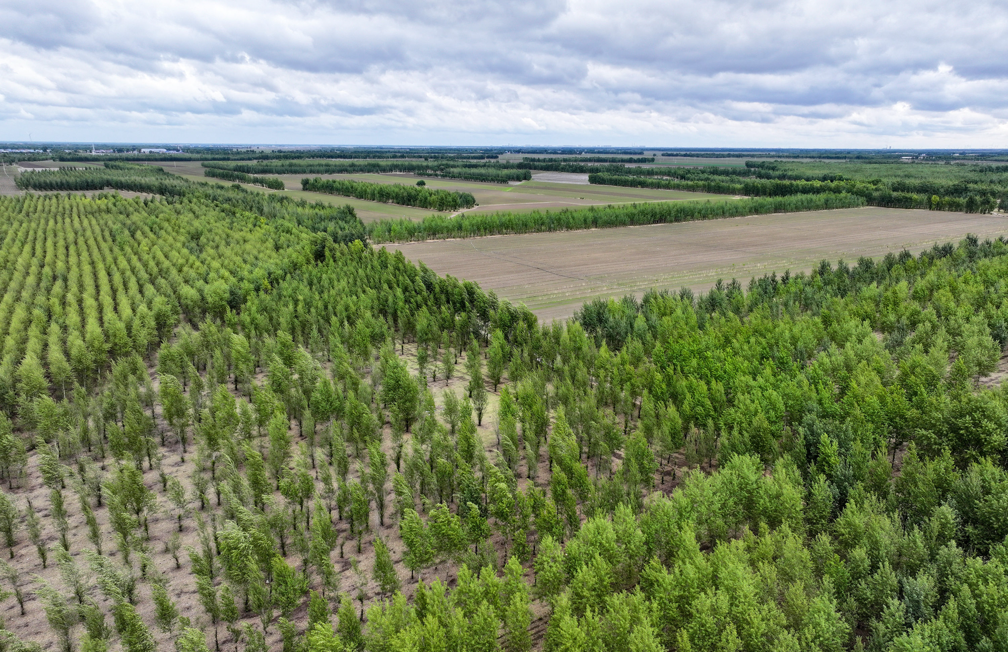 植此青绿筑长城  吉林省“三北”工程攻坚战综述