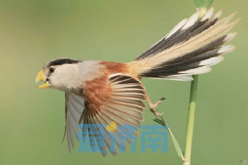 中华鳑鲏、北松鼠、旋蒴苣苔、震旦鸦雀，越来越多的动植物和鸟类出现在济南。