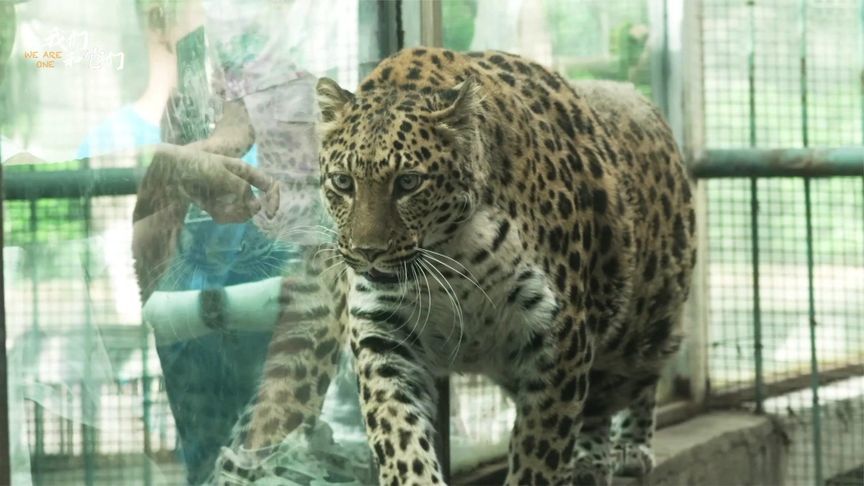 网红胖豹子减肥成功了吗?