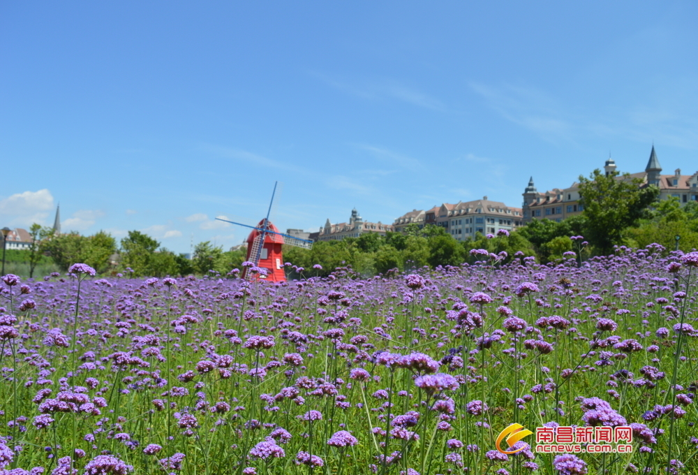 南昌九龙湖公园柳叶马鞭草迎来最佳观赏期(图)