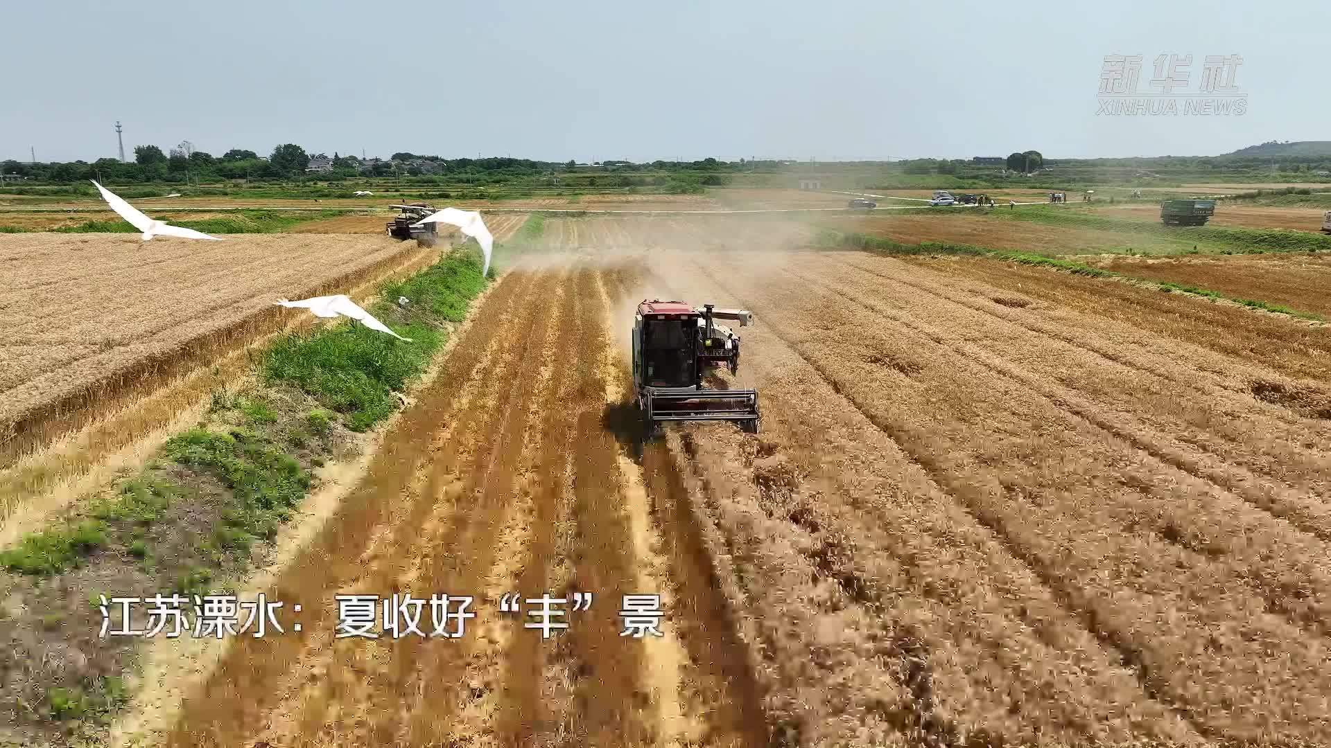 江苏溧水：夏收好“丰”景