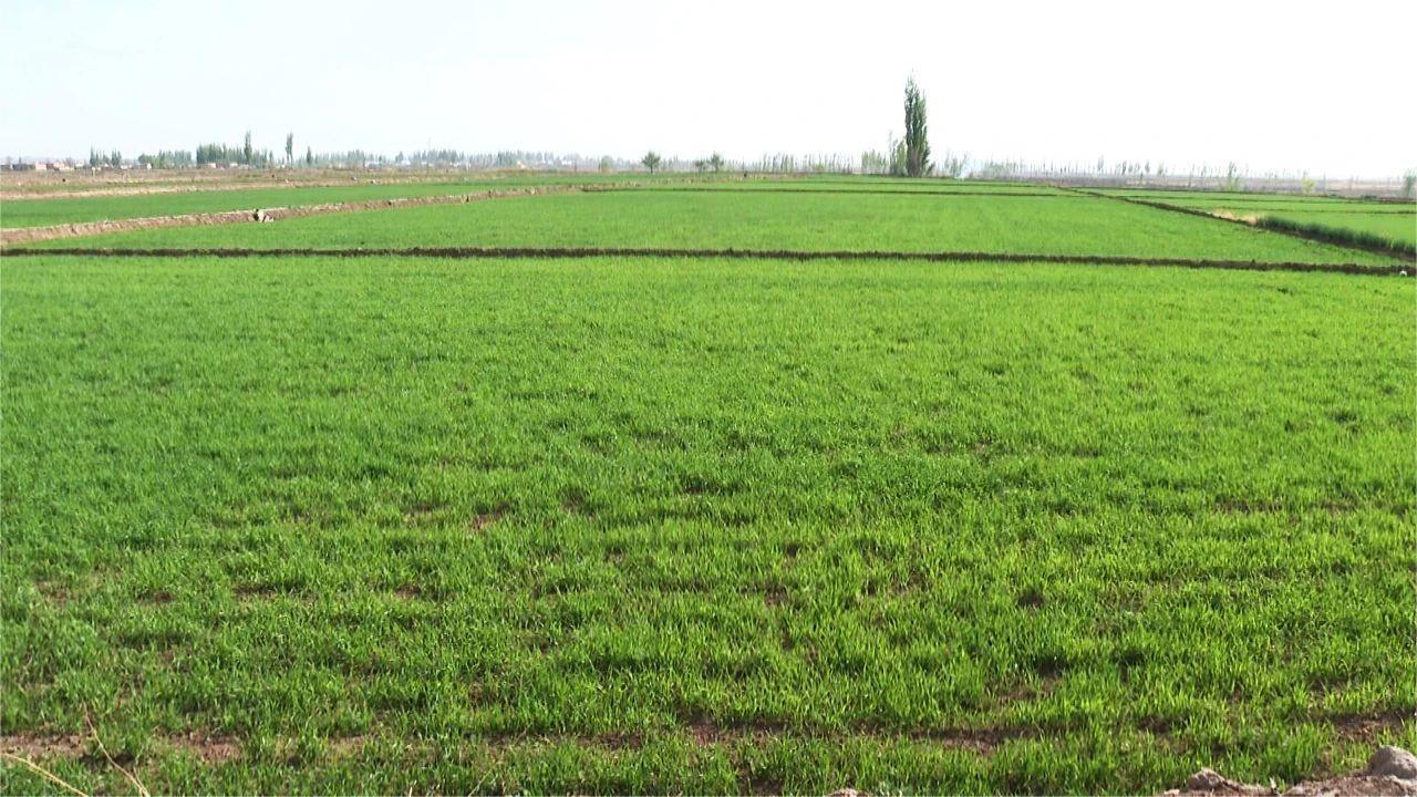 小麦拔苗显绿长势喜人