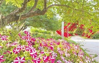 郑州国家森林公园，每一朵花儿都在夏日阳光下尽情开放 马健 摄