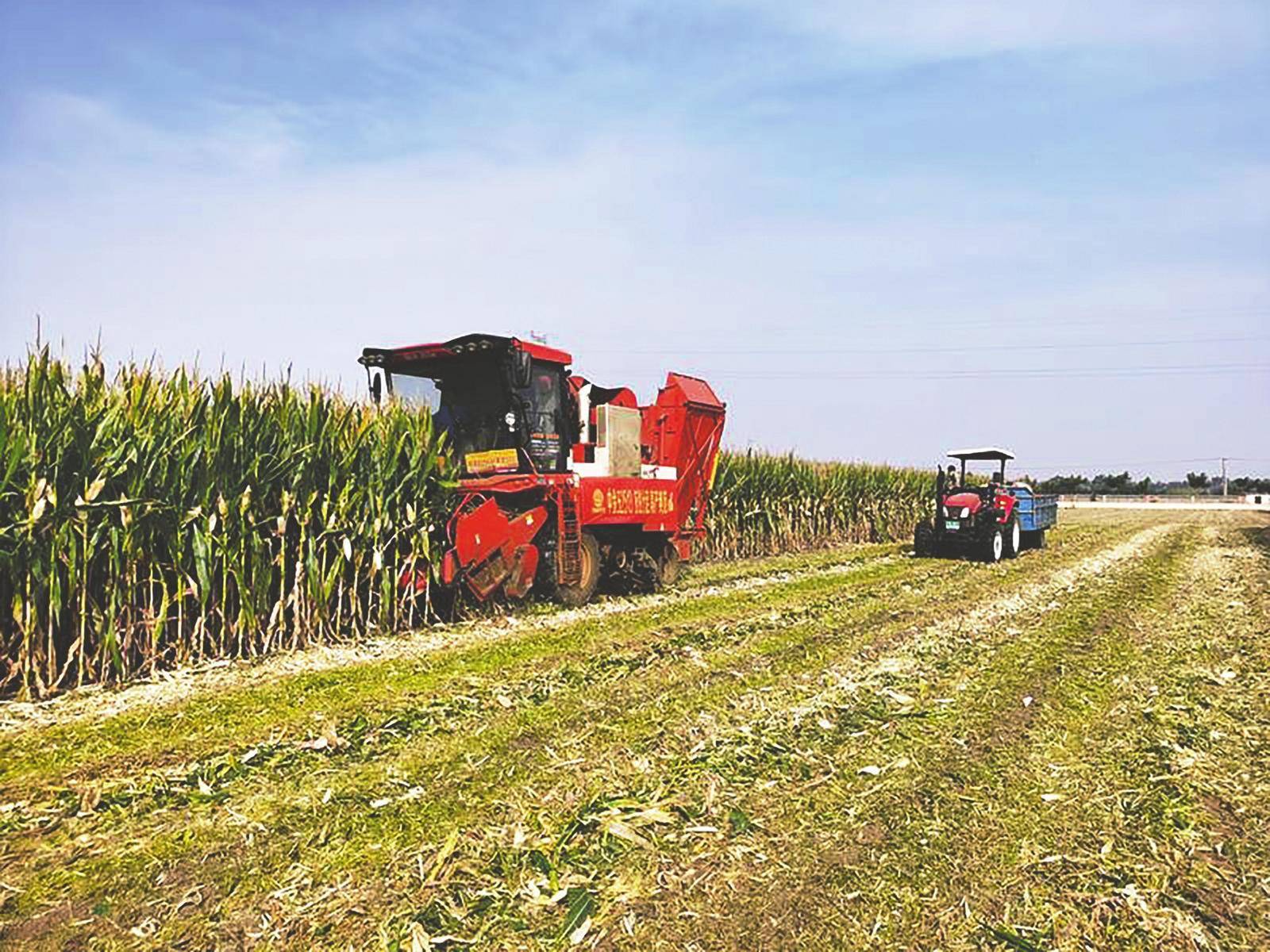 2023年10月19日，省农业农村厅组织专家对莱州市申报的粮油作物高产竞赛玉米高产攻关田进行现场实打。（资料片） YMG全媒体记者 苗春雷 通讯员 徐丽娜 摄