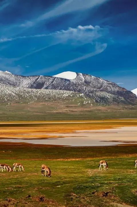 纪录电影《藏羚王之宝贝日记—极地追踪》首映