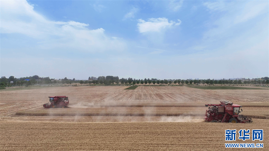 6月1日，河南省商丘市睢县尤吉屯乡高标准农田示范区，收割机在麦田作业。