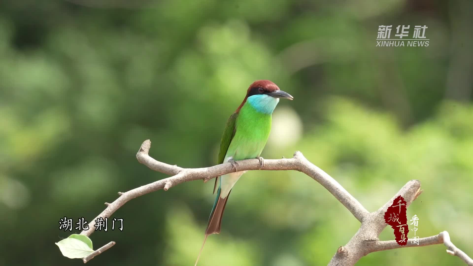 千城百县看中国｜湖北荆门：连续12年！蓝喉蜂虎现身荆门漳河之畔