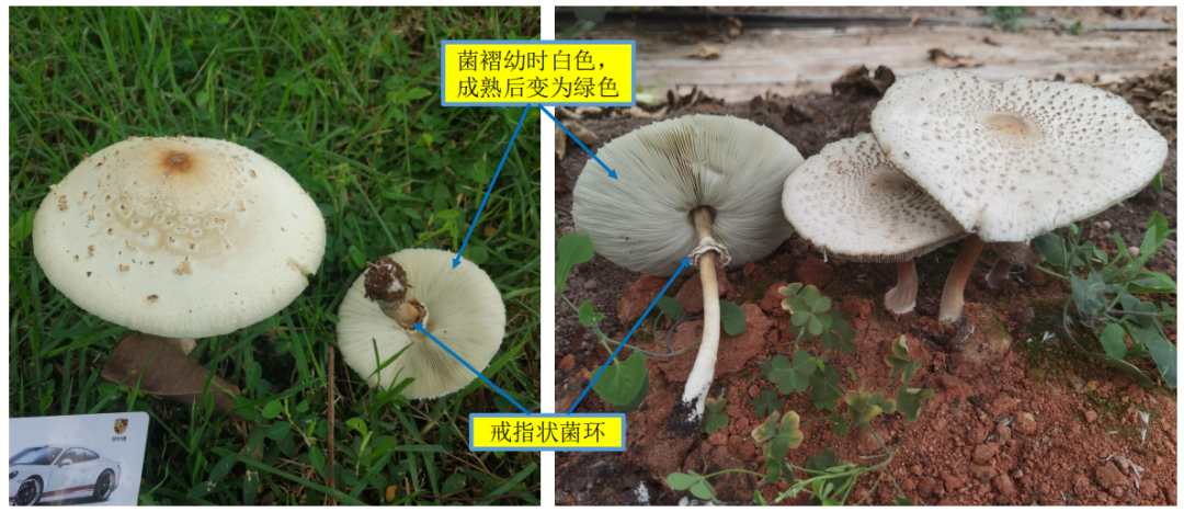 湖南发布2024年野生蘑菇中毒风险分级地图凤凰网湖南_凤凰网