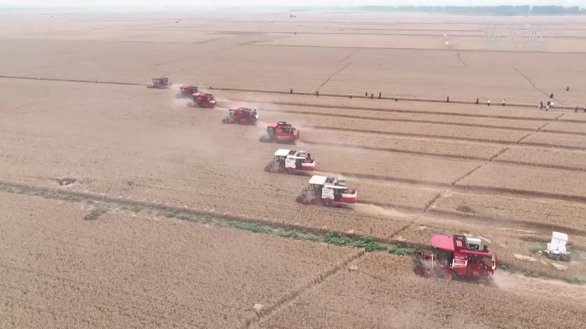 麦收故事｜“豫北粮仓”迎来大面积机收