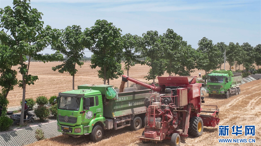 6月1日，河南省商丘市睢县尤吉屯乡高标准农田示范区，收割机在麦田作业。