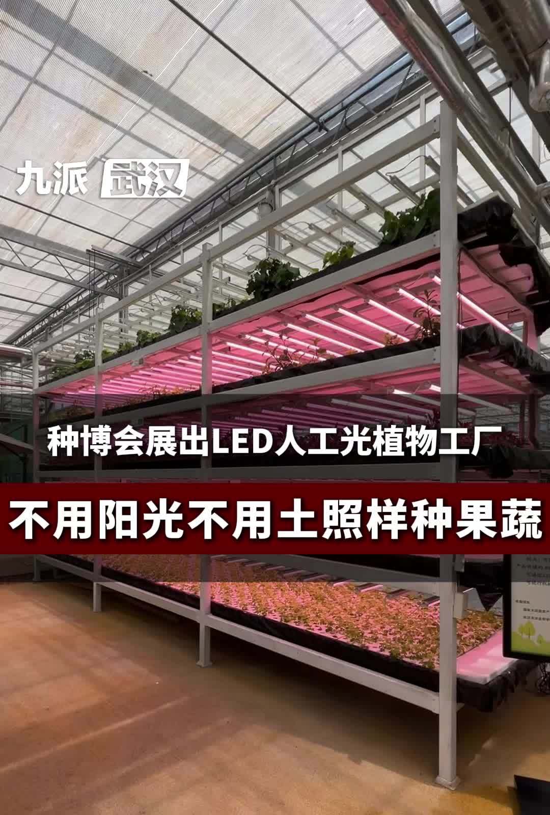 武汉种博会展出LED人工光植物工程，不用阳光不用图，照样种果蔬