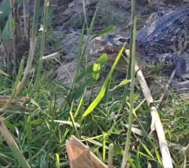 长江武汉段发现鳄鱼。受访者