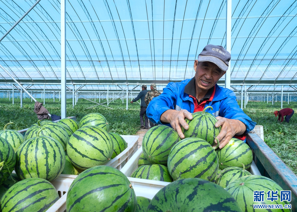 张掖早熟西瓜甜蜜上市凤凰网甘肃