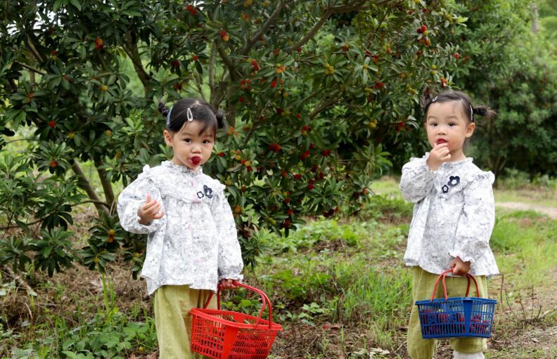 九江彭泽县:端午临近杨梅鲜(图)