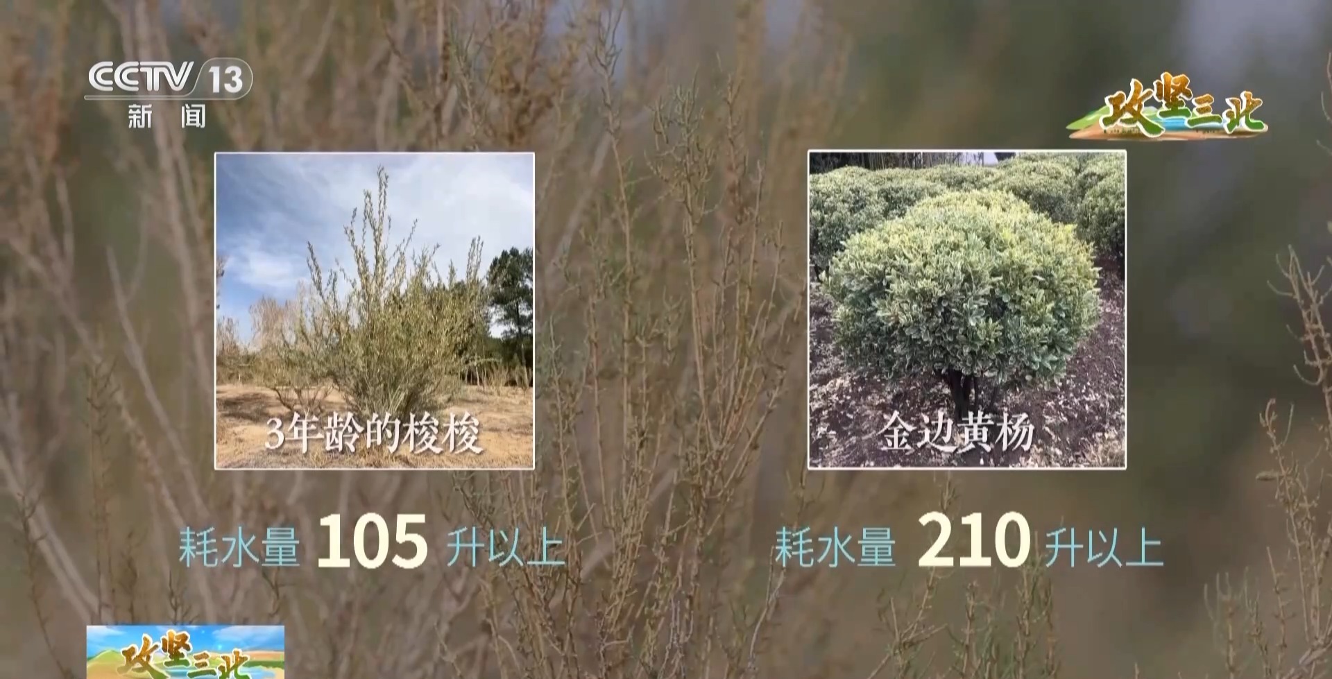 沙漠能种出哪些神奇植物?680余种"耐旱王者"扎根河西