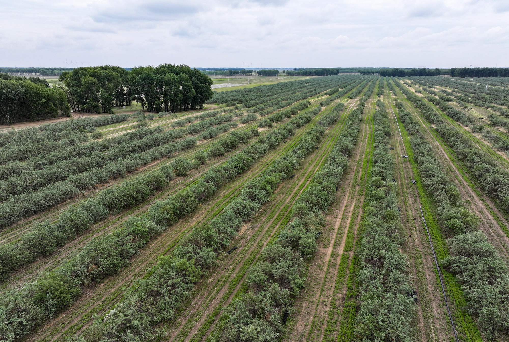 植此青绿筑长城  吉林省“三北”工程攻坚战综述