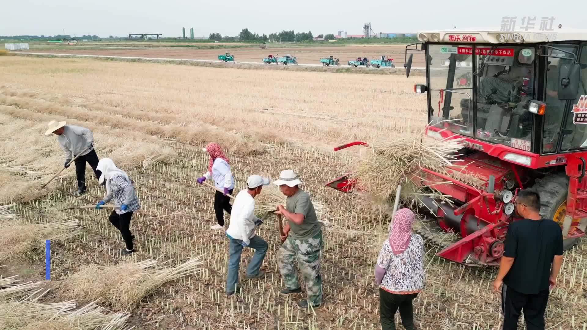 我国耐盐碱抗寒抗旱油菜育种取得新进展