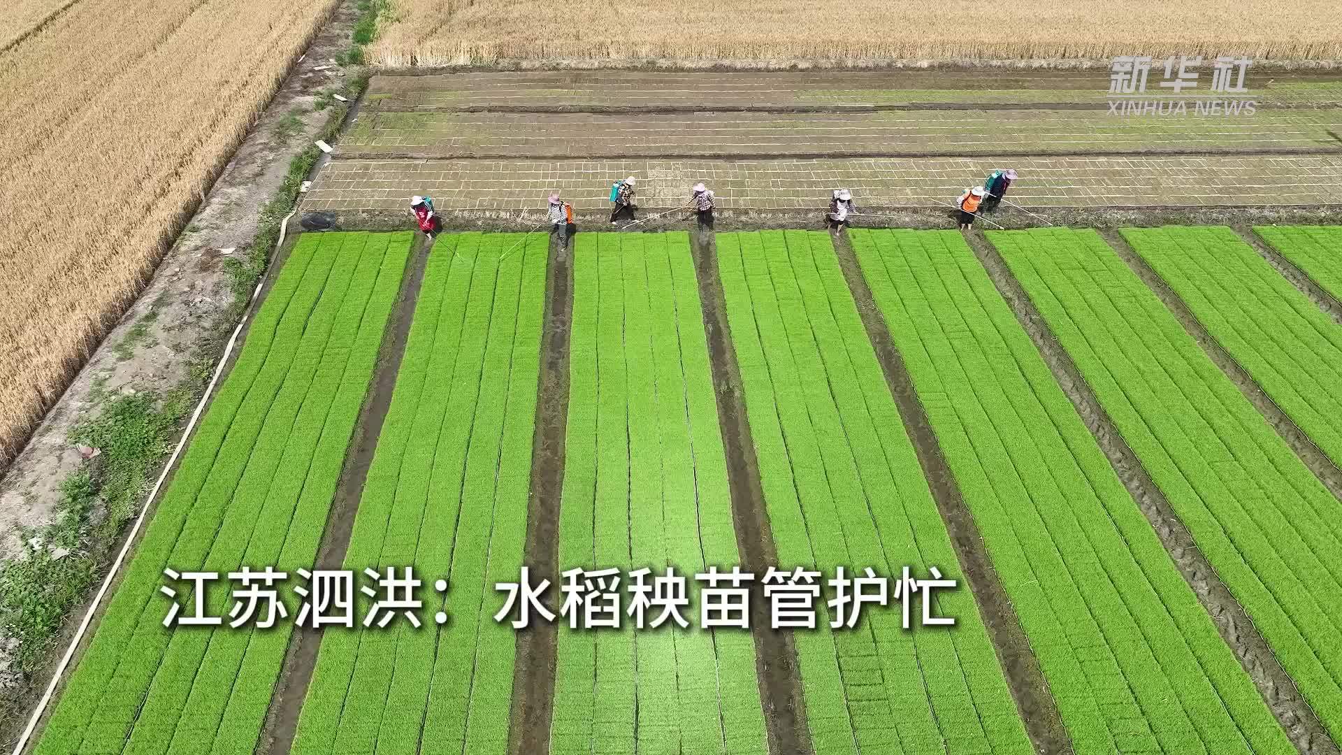 江苏泗洪：水稻秧苗管护忙