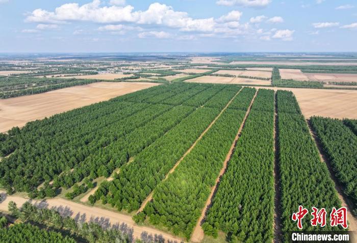深井子林场栽种的防护林。赵冷冰 摄