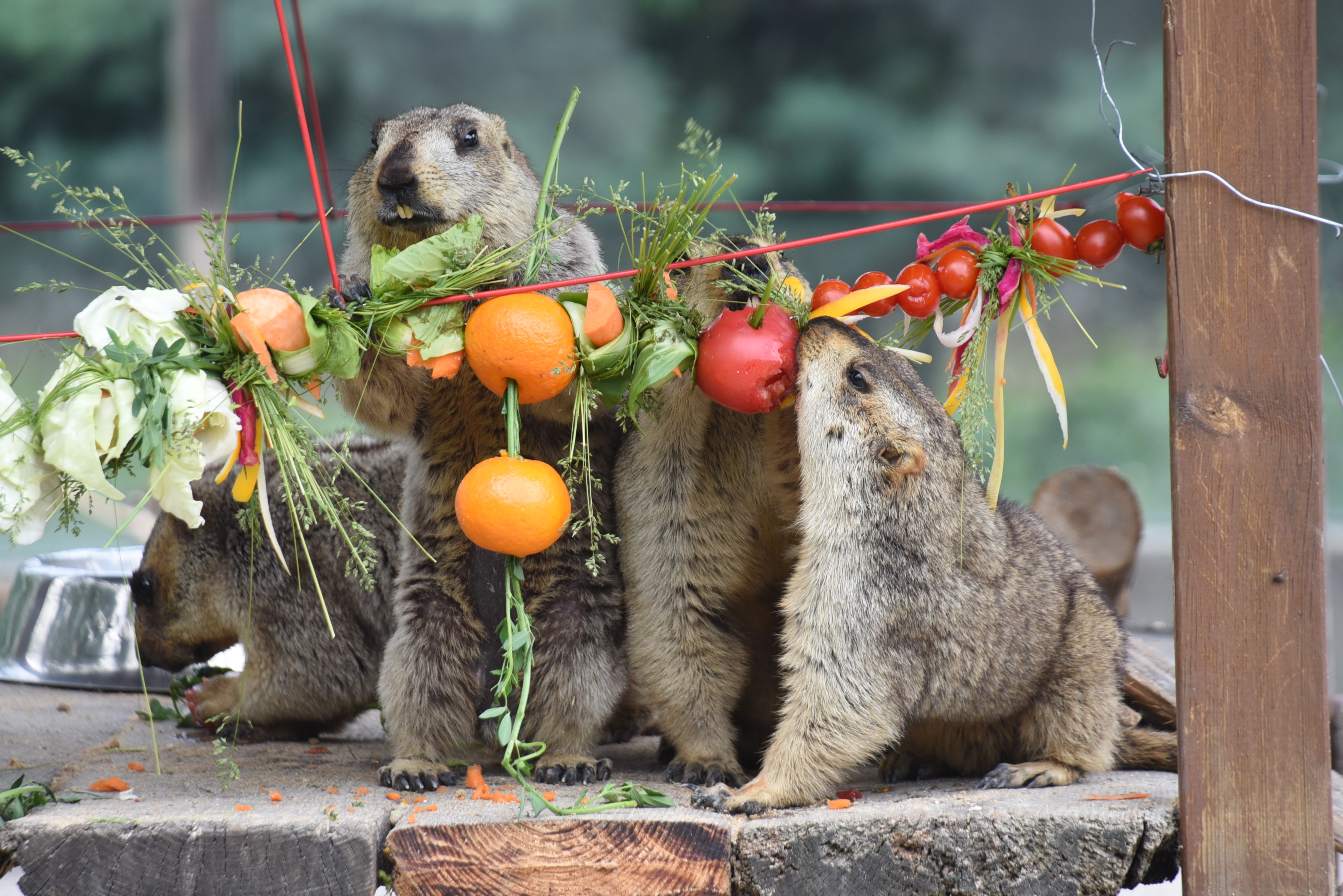 哈尔滨:动物也来过端午 嗨吃"花式粽子"凤凰网黑龙江_凤凰网