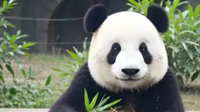 韩国请求中国无偿赠送大熊猫尉迟我怕你们拿去申遗可以送峨眉山猴子