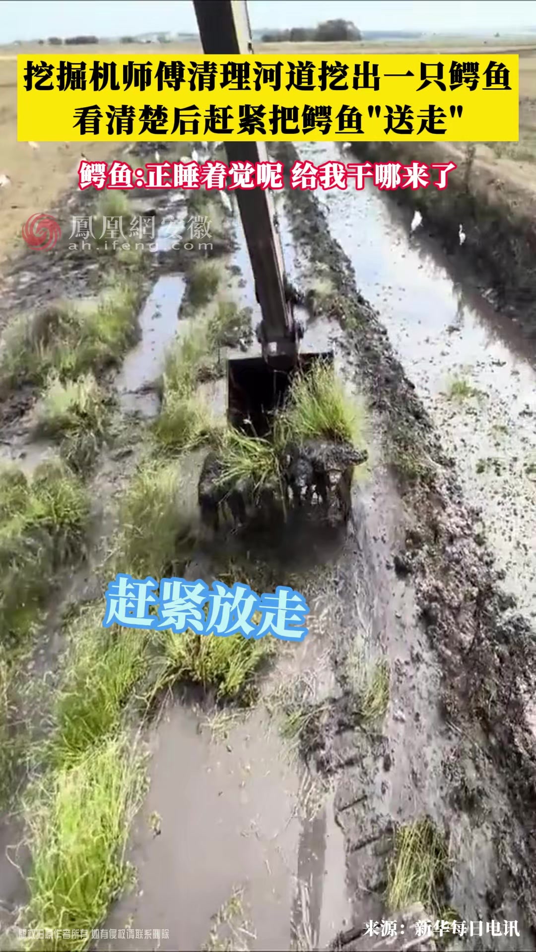 安徽一挖掘机师傅清理河道挖出鳄鱼 看清楚后赶紧“送走”