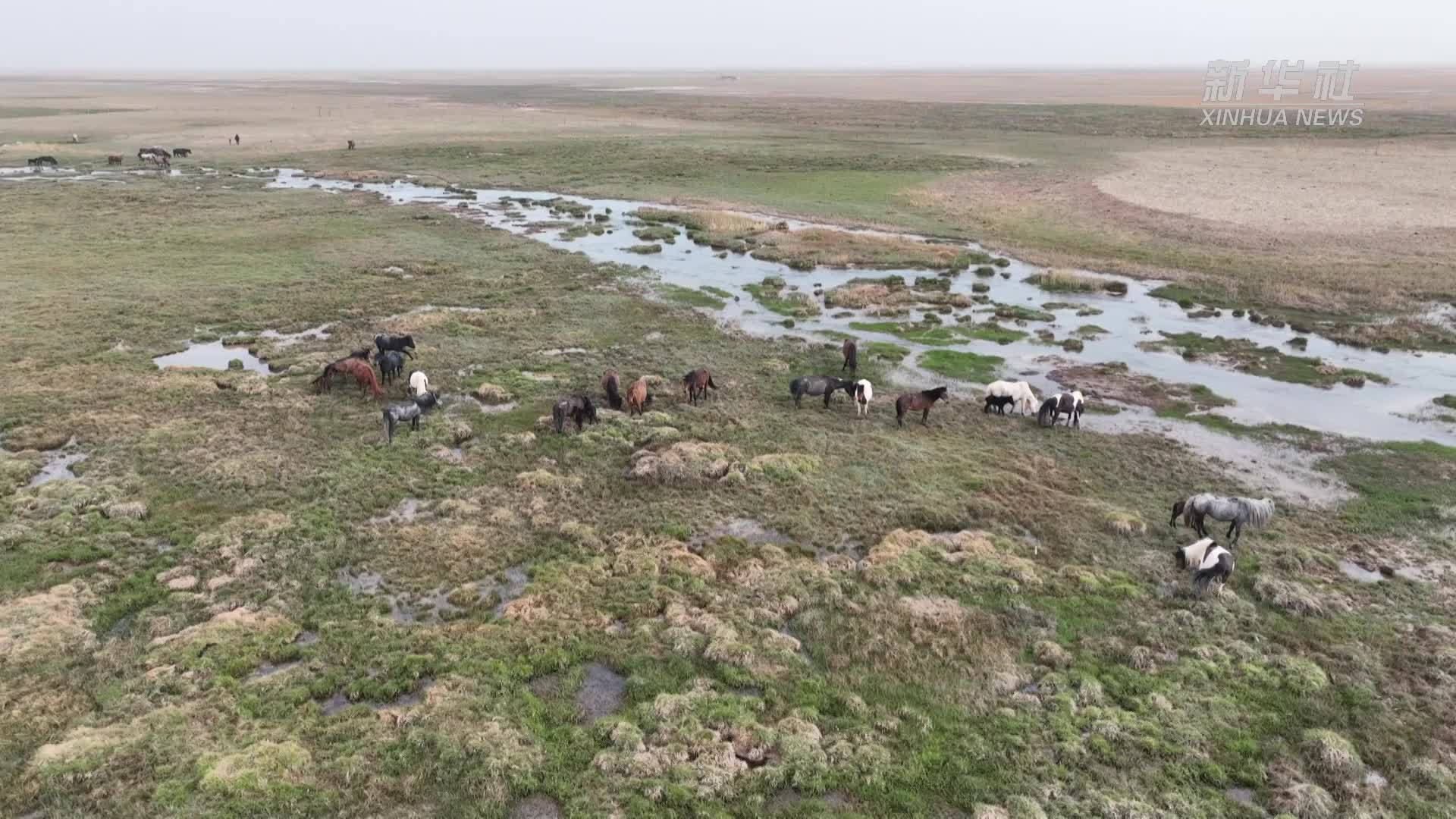 甘肃阿克塞骏马栖居戈壁湿地